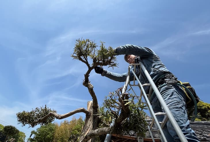 リンクの剪定作業